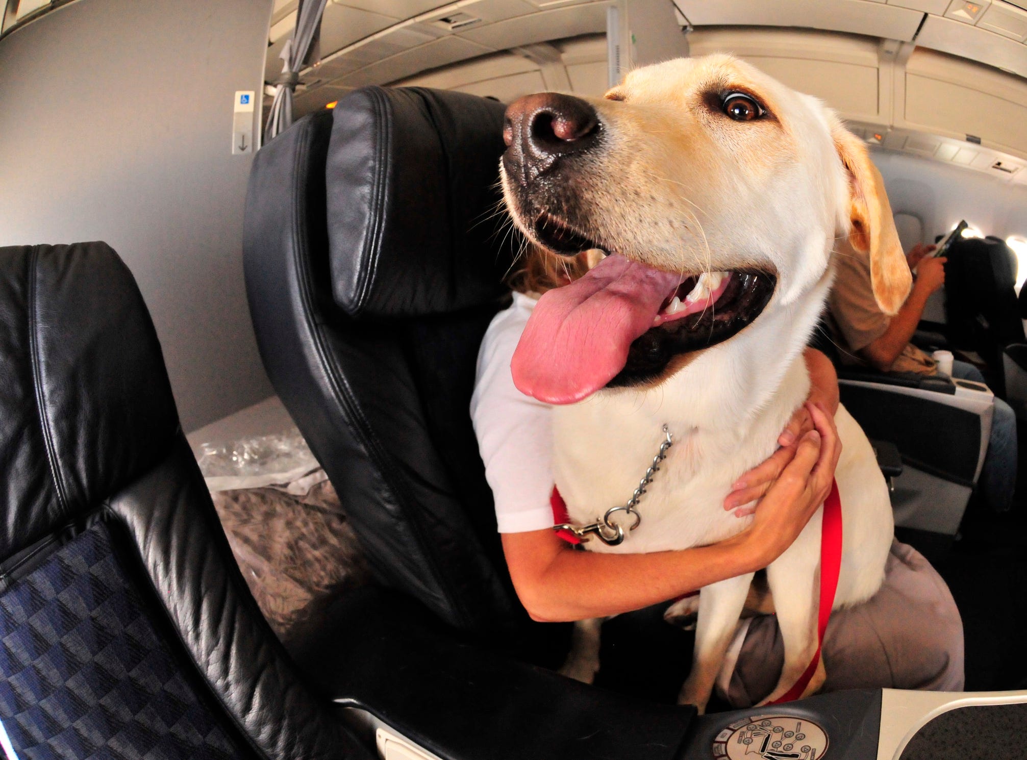 emotional support dog flying delta